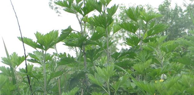 艾叶泡脚越来越虚