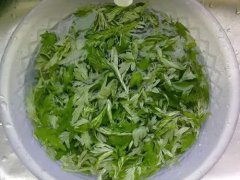 艾叶和艾草有什么区别