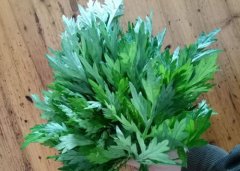 艾草功效:艾草香油治疗鼻炎