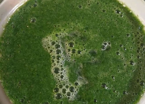 艾草治疗鼻炎