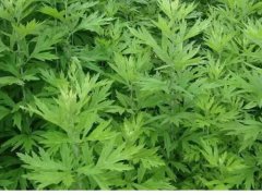 艾草的功效与发展历史