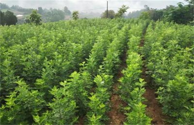 艾草怎么种植