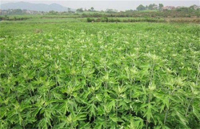 艾草怎么种植