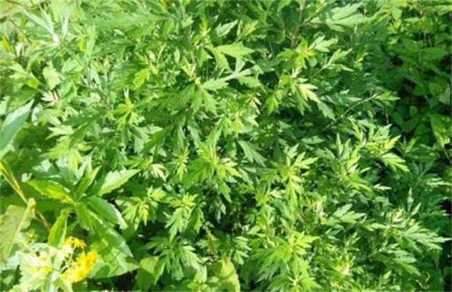 艾草怎么种植