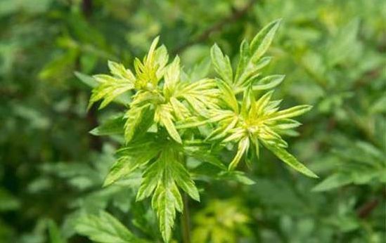 艾草作用大全