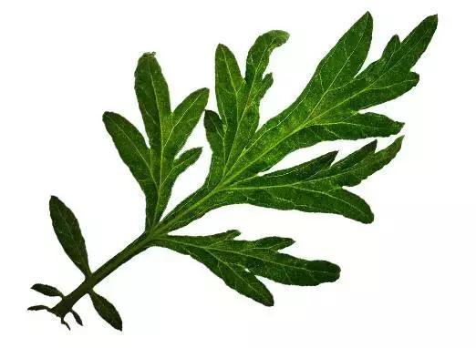 艾草的用途