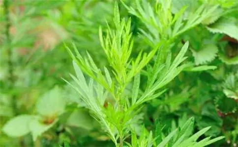 艾草的用途