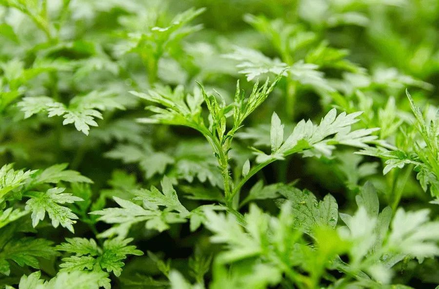 艾草水敷鼻子