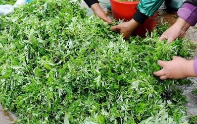 艾草功效