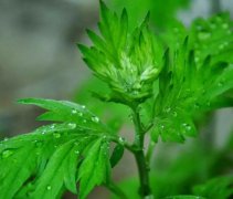 艾草泡脚方法大全