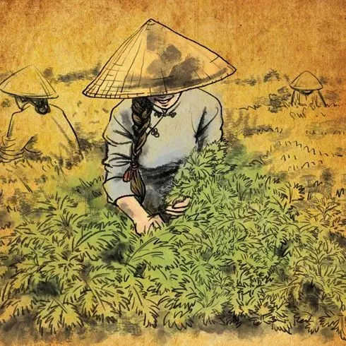 艾草的功效与发展历史