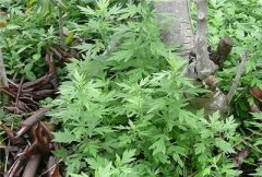 艾叶的用途和妙用清单