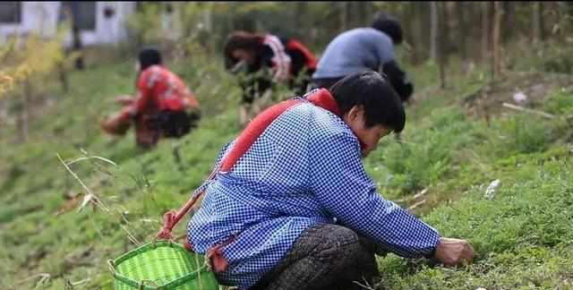 清明果艾叶图片艾草图片