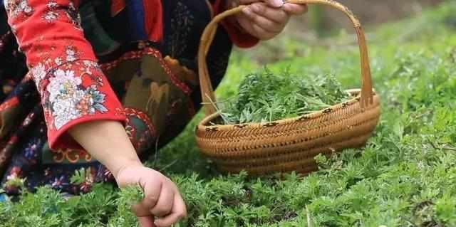 清明果艾叶图片艾草图片