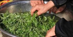 艾叶煮水治湿疹吗