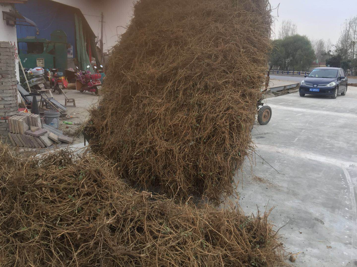 艾根的栽培
