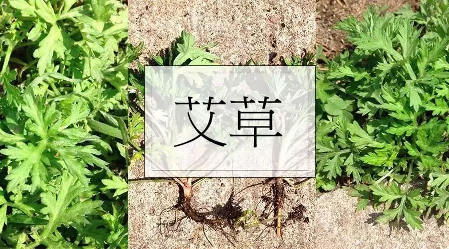 艾叶枕头