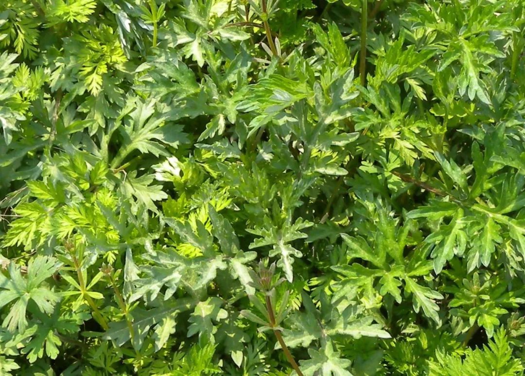艾草种植方法