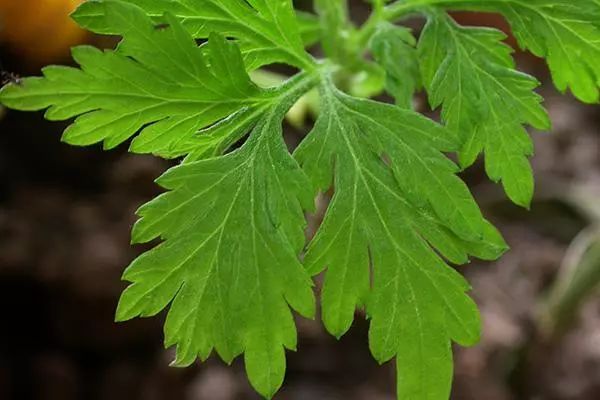 艾草种植方法