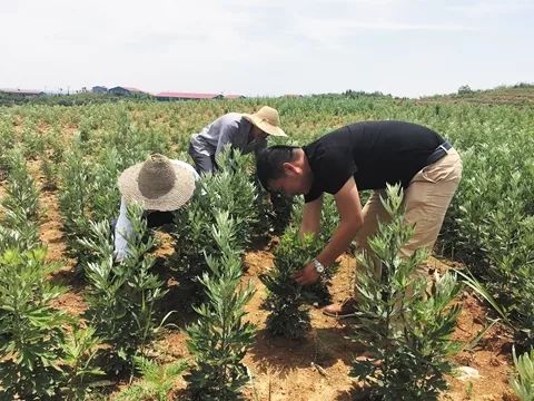 艾草种植