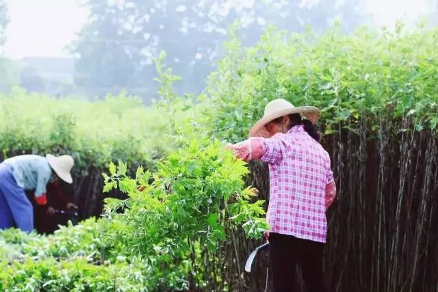 艾草种植