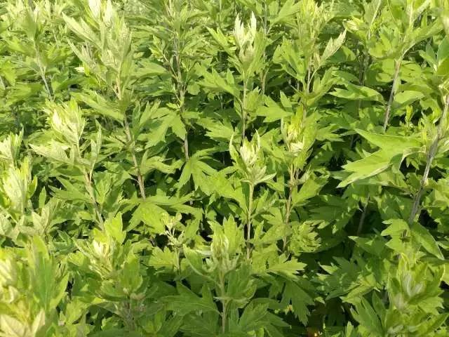 艾草种植繁殖方法