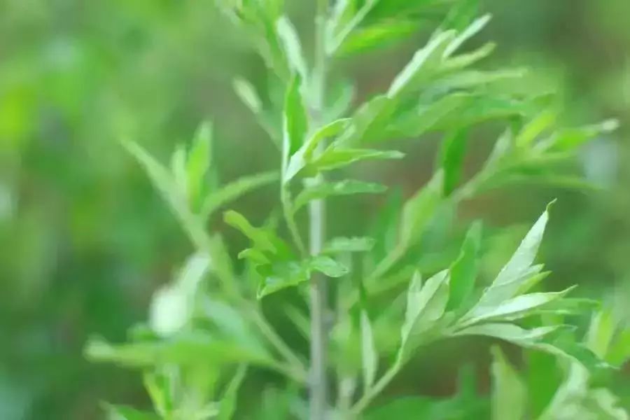 艾草种植一亩需投资多少钱