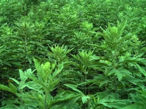 艾草种植收益