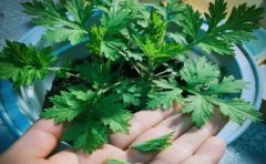 盆栽艾草怎么种植