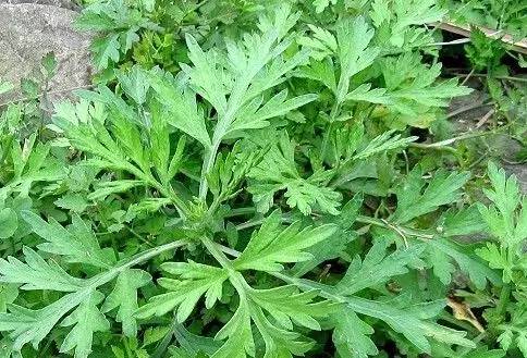 艾草怎么种植
