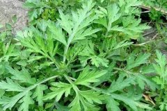 艾草是什么_艾草能吃吗