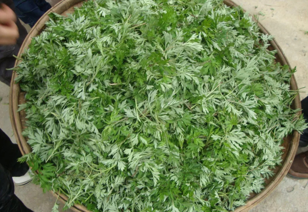 艾草的副作用