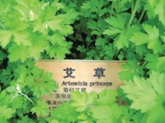 多张艾草的图片