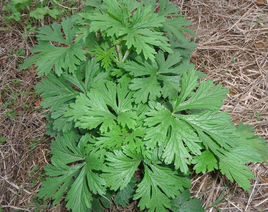 田艾草