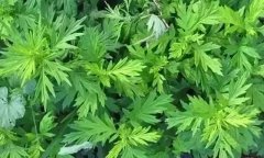 几片艾叶功效竟这么强大