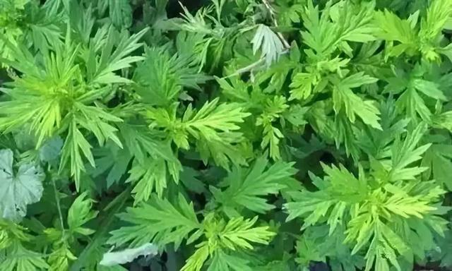几片艾叶功效竟这么强大
