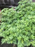 艾草图片长什么样子