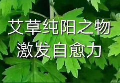 艾草功效牛只因它是百草之王