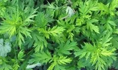 艾叶加一物专治颈肩腰腿痛