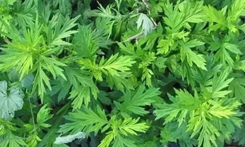 艾叶加一物专治颈肩腰腿痛