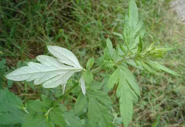 艾草草中钻石