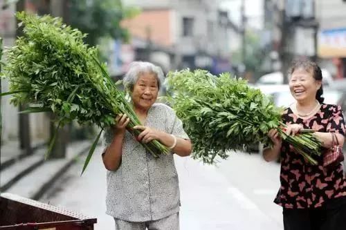 关节痛洗个艾叶澡 