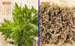 艾草艾绒到艾灸艾条艾灰过程