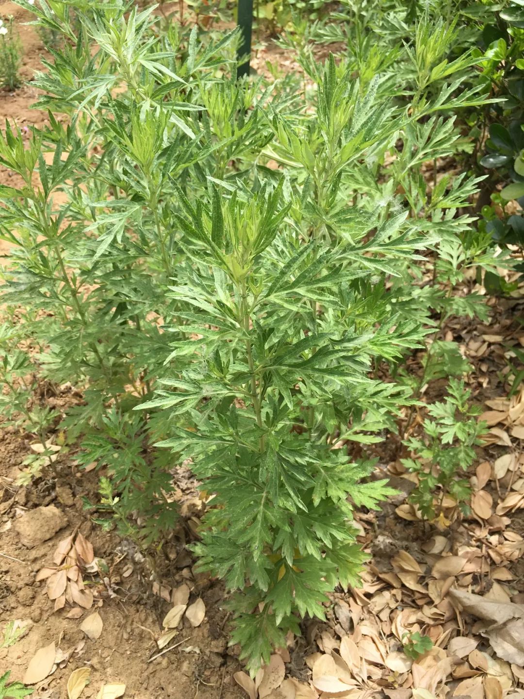 青蒿
