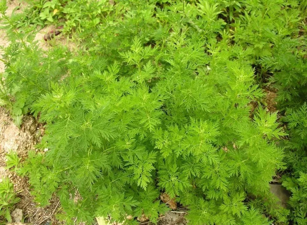 黄花蒿