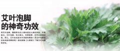 艾叶的副作用与禁忌
