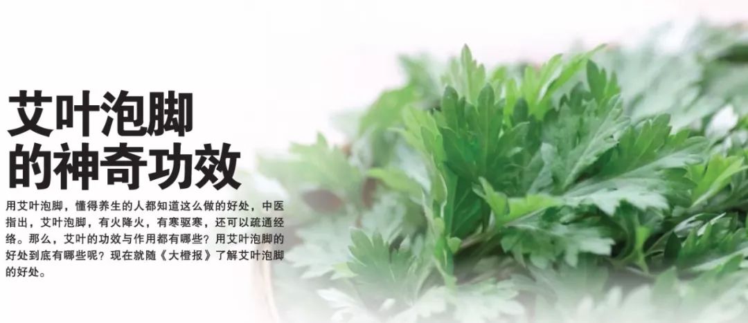 艾叶的副作用与禁忌