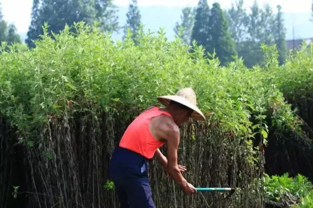 收割艾草