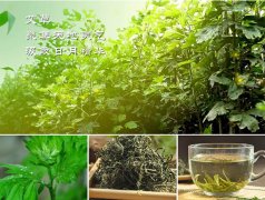 艾叶茶的功效和加工工艺