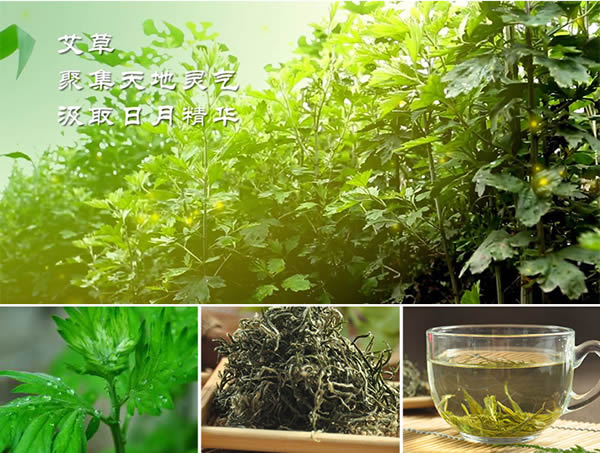 艾叶茶